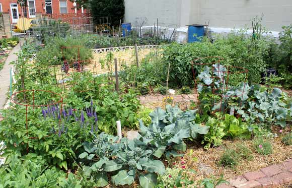 Usa Today Video Highlights Baltimore Refugees Planting Urban Gardens