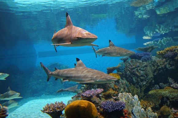 Sharks at the National Aquarium in Baltimore's Blacktip Reef exhibit